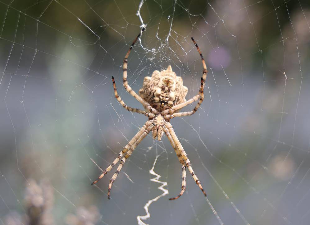 Dünyanın en zehirli örümceklerinden biri Aksaray’da görüldü! Vatandaşlar tedirgin 1